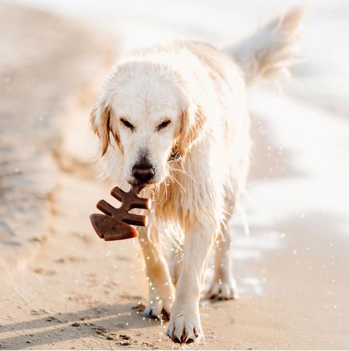 Actual product image Benebone Fishbone Giant 24cm - (81005421032) (Dog chew toy)