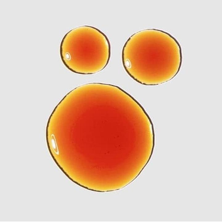 Actual product image The Ordinary Pycnogenol 5% (15 ml)