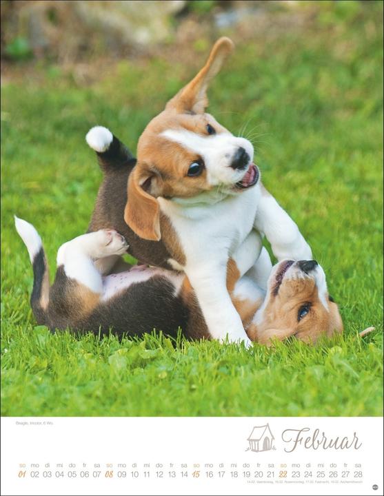Actual product image Hundekinder Posterkalender 2026
