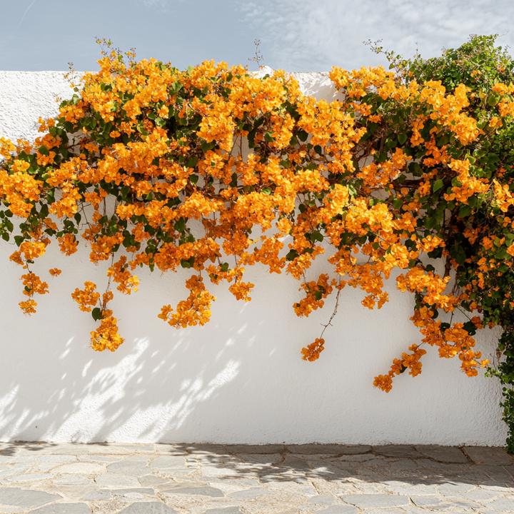 Actual product image Plant in a Box Bougainvillea 'Dania' - (50 cm)