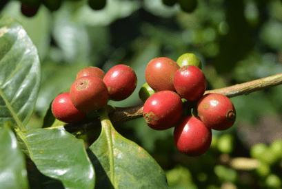 Image du produit Sonnentor Café vert (54 g)