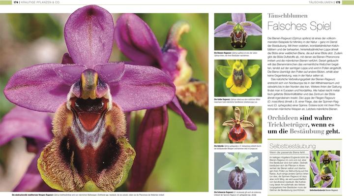 Actual product image DK Bibliothek. Pflanzen & Pilze (German, Andreas Held, Dr Chris Clennett, Dr Sarah Jose, John Farndon, Lynne Boddy, Tim Harris, 2025)