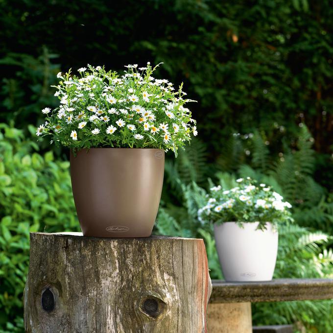 Actual product image Lechuza Classico Color