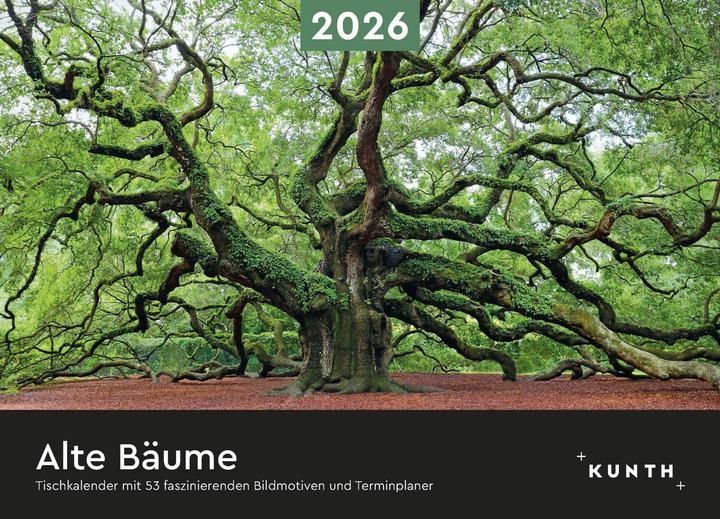 Produktbild Alte Bäume - Tischkalender 2026