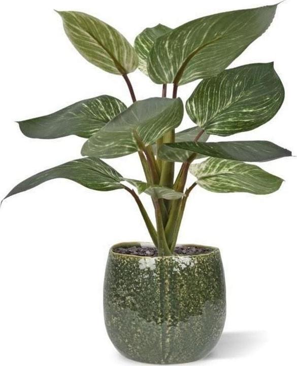 Image du produit Botanic-Haus Kunstpflanze Philodendron Birkin 30 cm, Produkttyp (30 cm)