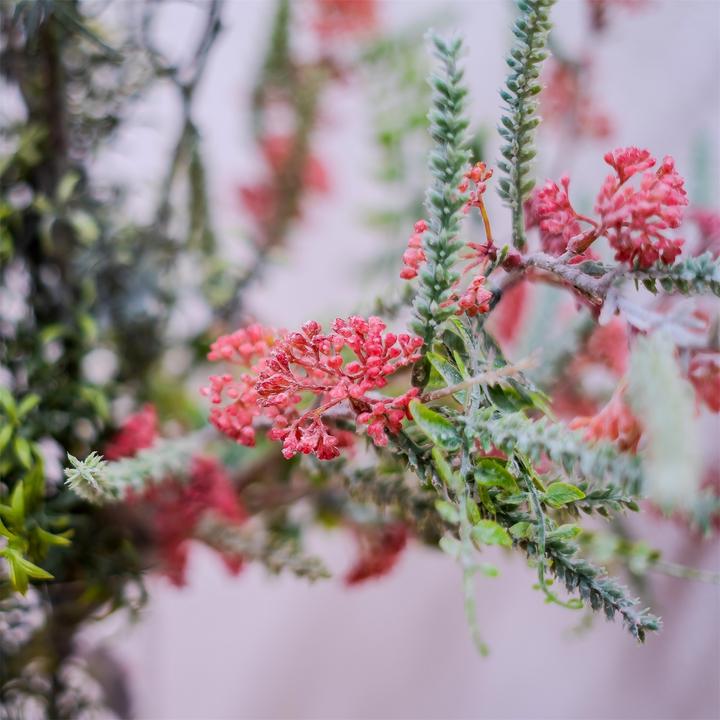 Actual product image HTI-Living Artificial Flower Spring Flower, Coral (86 cm)