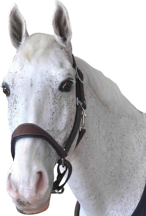 Produktbild Flags&Cup lederhalfter paris