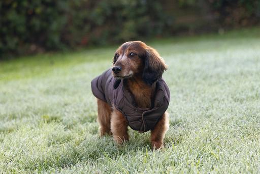 Productafbeelding Beeztees Hundemantel Wisti (XXS, Hondenvacht)