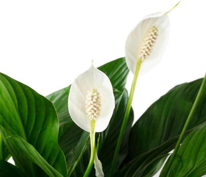 Actual product image Flowerbox Peace lily 4-8 flowers/buds - height ca. 70 cm, pot-Ø 17 cm - Spathiphyllum (70 cm)