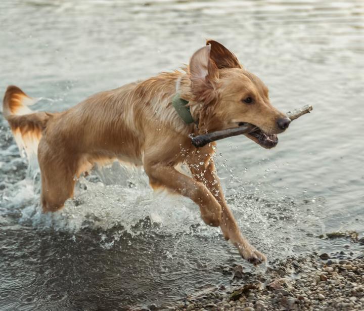 Produktbild Tractive DOG XL GPS Tracker für Hunde (Hund, Allgemein)