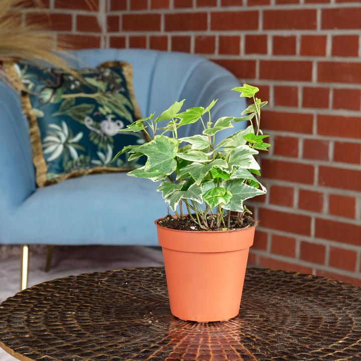 Produktbild Flowerbox Gemeiner Efeu- Hedera helix (15 cm)