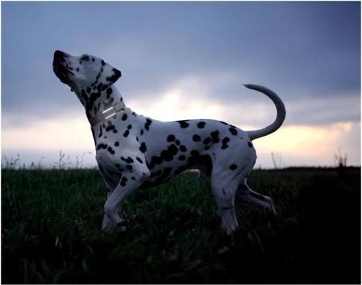 Immagine prodotto Tractive GPS Tracker Dog 6 (Cane, Passeggiare)
