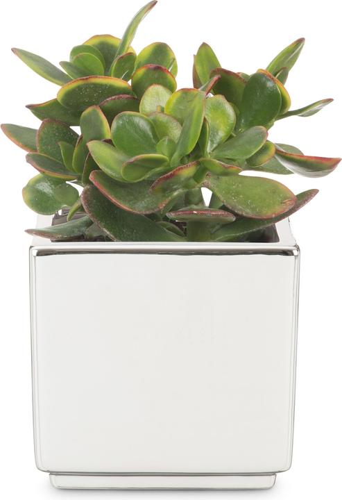 Image du produit Scheurich Mirror Silver (15 cm)