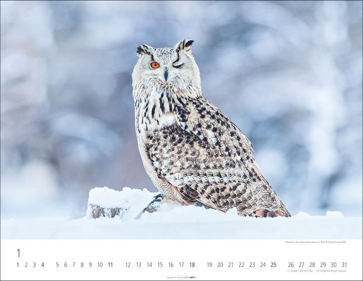 Produktbild Eulen Kalender 2026 (44 x 34 cm)
