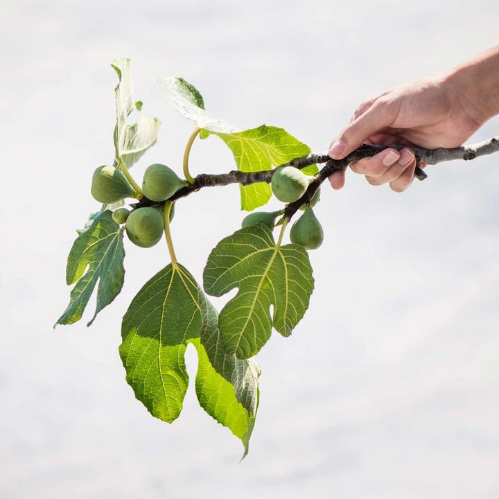 Actual product image Korres Olive Fig Shower Gel (250 ml)