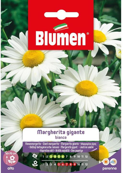 Immagine prodotto Blumen Semi di margherita gigante (Semi di fiori)