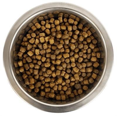 Produktbild Yourdog Dwerg- Of Toypoedel Pup (Welpe + Kitten, 3050 g)