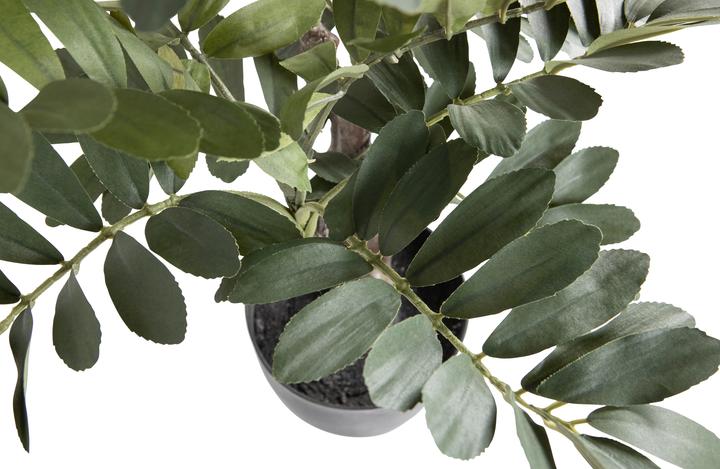 Produktbild Woood Zamia (61 cm)