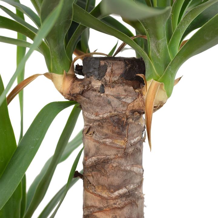 Image du produit Flowerbox Palmier - Yucca Elephantipes Palmier (80 cm)