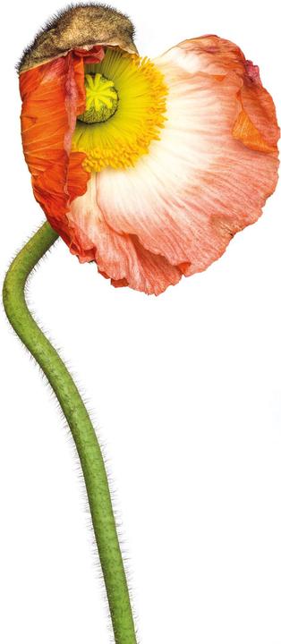 Image du produit Kaiser Fototechnik Slimlite Plano (Divers)