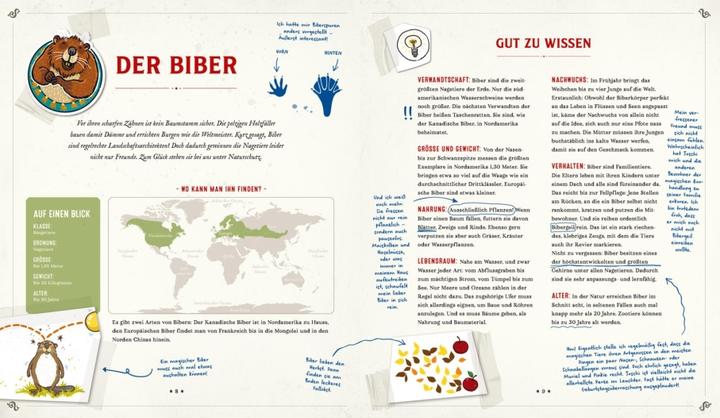 Actual product image Die Schule der magischen Tiere: Mister Morrisons gesammeltes Tierwissen (German, Margit Auer, Martin Verg, 2022)