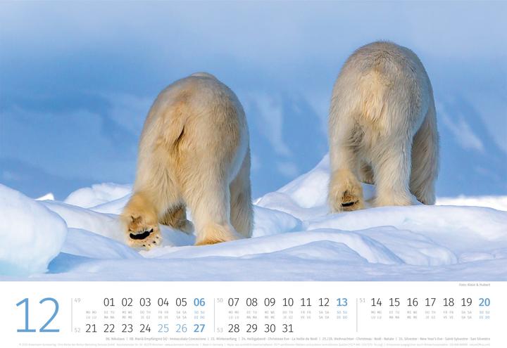 Produktbild Eisbären Kalender 2026 (45 x 33 cm, Harter Einband, Englisch, Italienisch, Französisch, Deutsch)