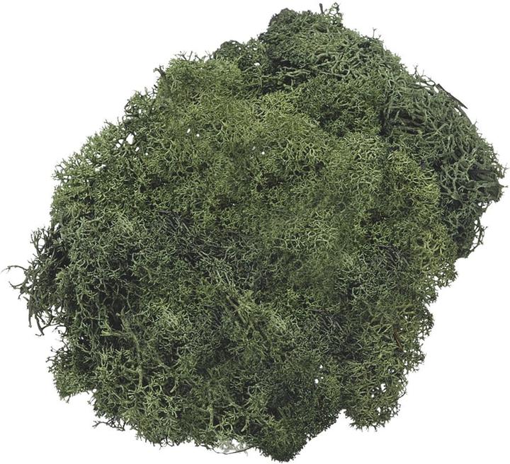 Fir sprigs
