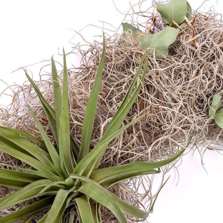 Immagine prodotto VEG and the City Corona d'Avvento Tillandsia - candele verde abete (35 cm)
