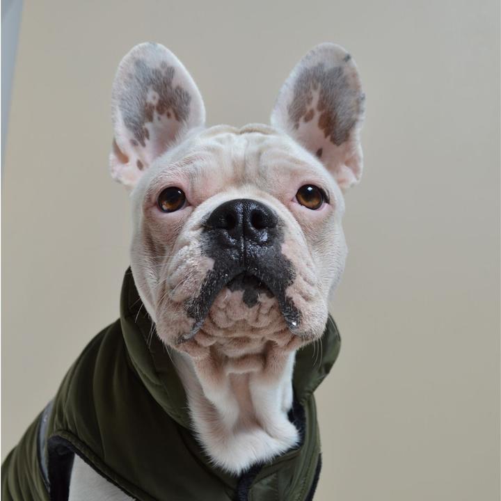 Produktbild Martin Sellier Eden (Hundemantel)