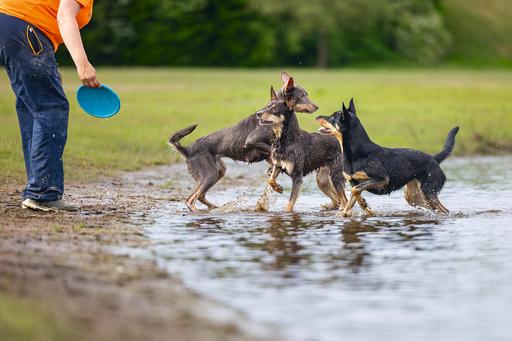 Immagine prodotto Beeztees Bz Gummifrisbee Dog O Soar Sor (Cucciolata di cane giocattolo)