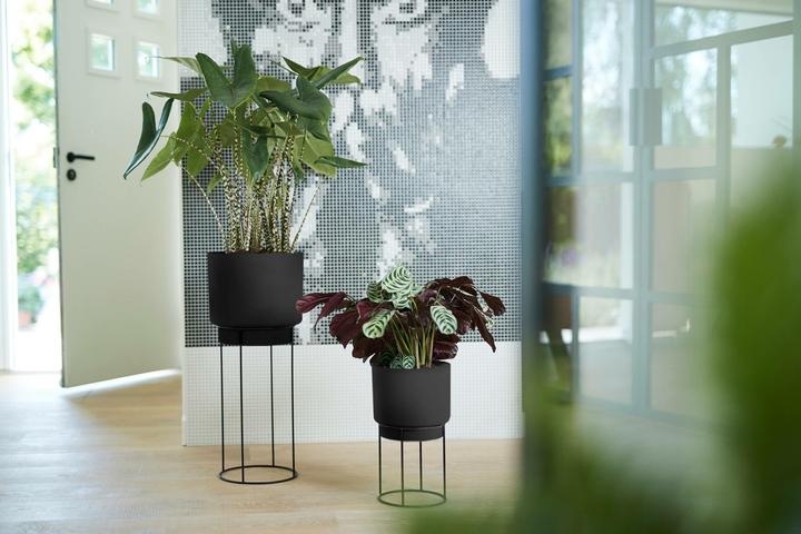 Immagine prodotto Elho B. per lo studio (22 cm)