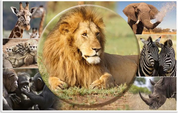 Produktbild HERMA Schreibunterlage Afrika Tiere 55x35 3 Stück (55 x 35 cm)