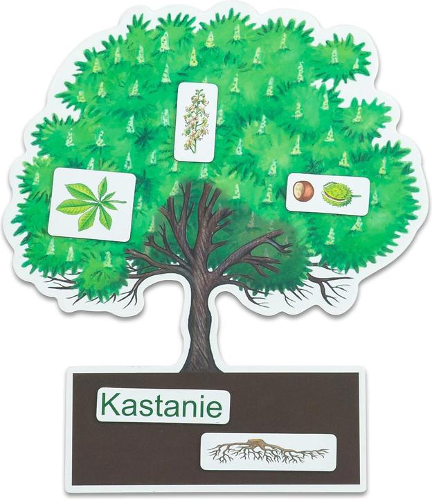 Produktbild Betzold Bäume bestimmen leicht gemacht mit Holzaufstellern (Deutsch)