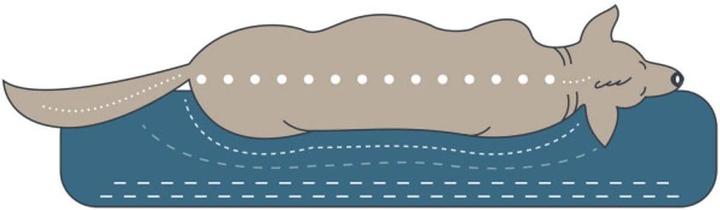 Produktbild Hunter Livingston (Hund)