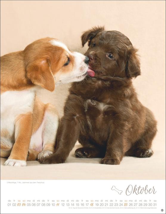 Actual product image Hundekinder Posterkalender 2026