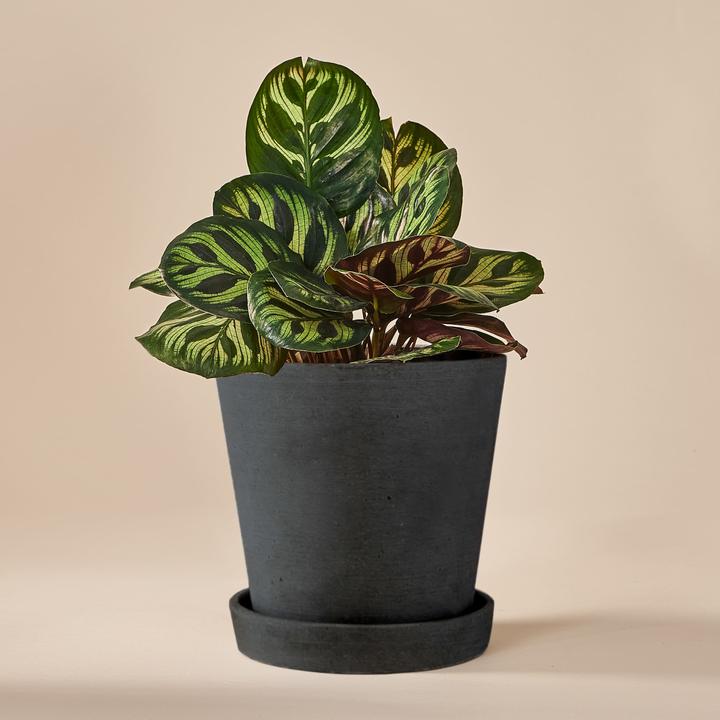 Produktbild Mary and Plants Calathea Makoyana mit HAY Topf in Schwarz (25 cm)