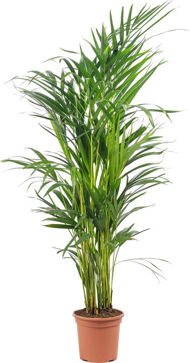 Produktbild Flowerbox Goldfruchtpalme - Areca Dypsis Lutescens (100 cm)