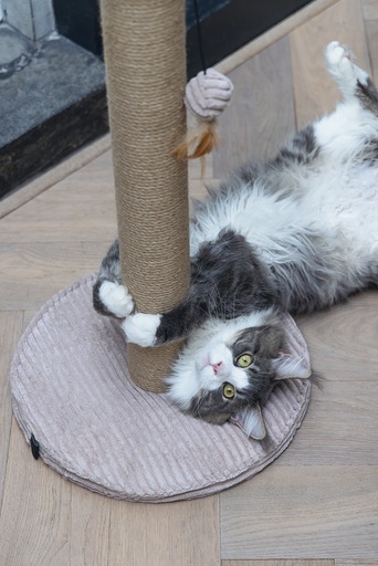 Actual product image Designed by Lotte Scratching post (70 cm, Rose)
