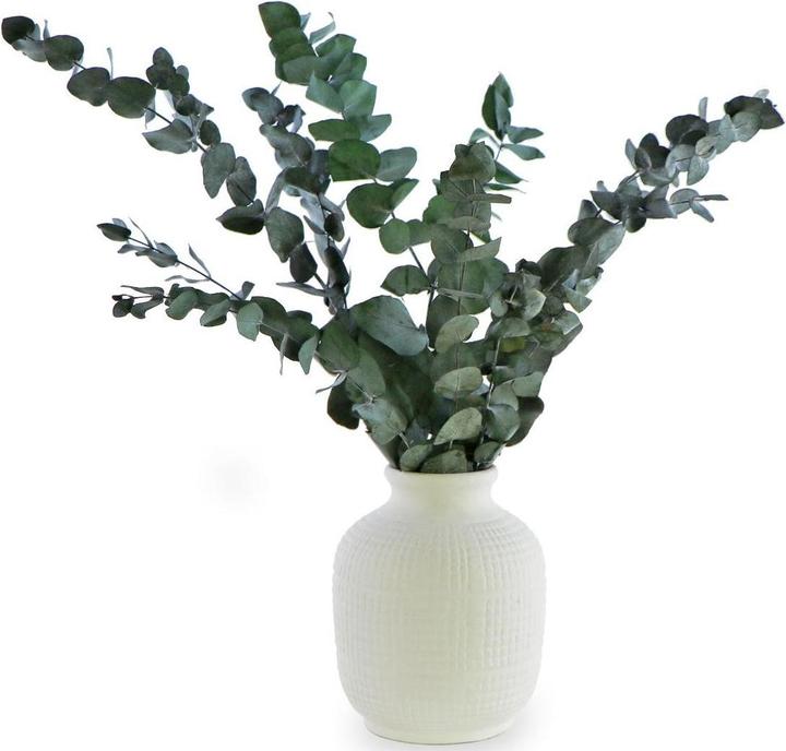 Immagine prodotto Soli Collection Fiori secchi Eucalyptus 40-55 cm (Fiori secchi)