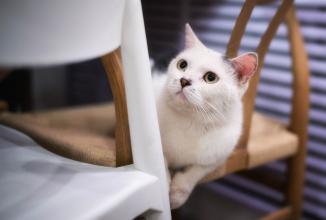 Immagine prodotto Venus Optic Lunghezza focale fissa Argus 35 mm F/0.95 FF (Canon RF, Full frame)