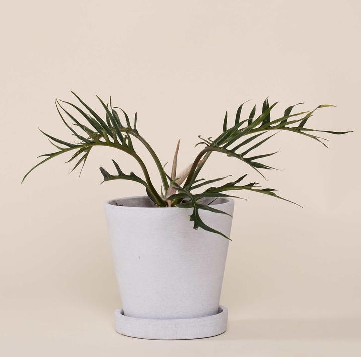 Produktbild Mary and Plants Philodendron Bipinnatifidum HAY Hellgrau (35 cm)