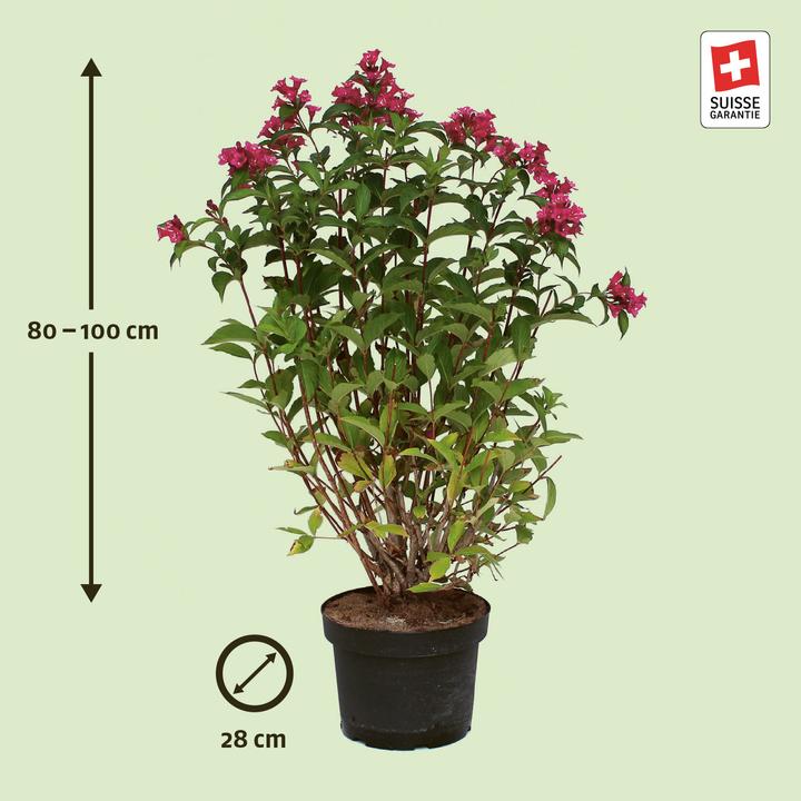 Produktbild Zulauf Weigelie / Weigela 'Bristol Ruby' (100 cm)