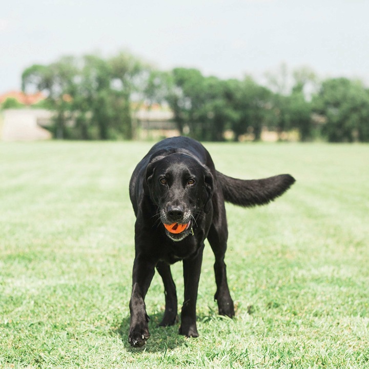 Image du produit Chuckit! CHUCKIT BREATHE RIGHT Balle ramasser Openwork 7 5 cm de diamètre Taille L Orange (Jouet à mâcher pour chien)