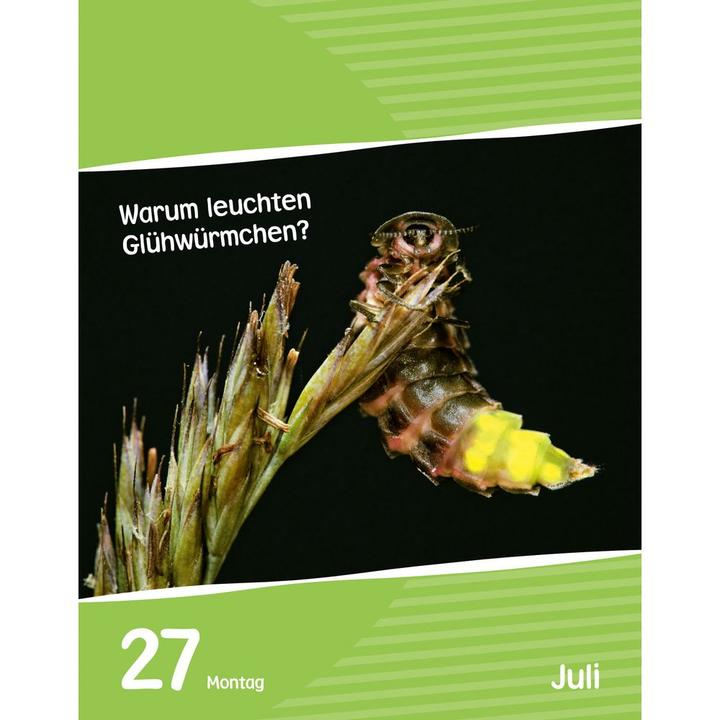 Produktbild Harenberg Wissen für Kids Tagesabreisskalender 2026