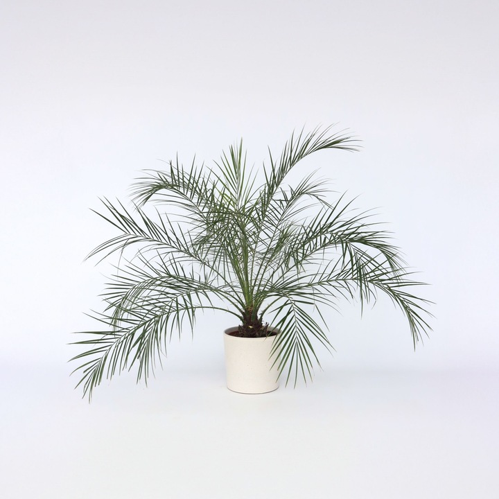 Immagine prodotto Plant in a Box Phoenix roebelenii - Palma da dattero nana (80 cm)