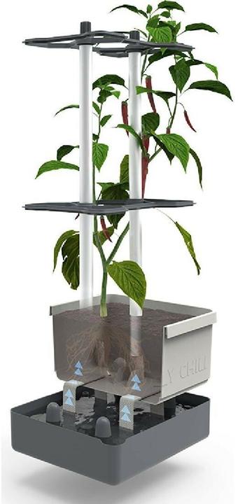 Actual product image Gusta Garden Charly Chili (34.50 x 27.50 x 68.70 cm)