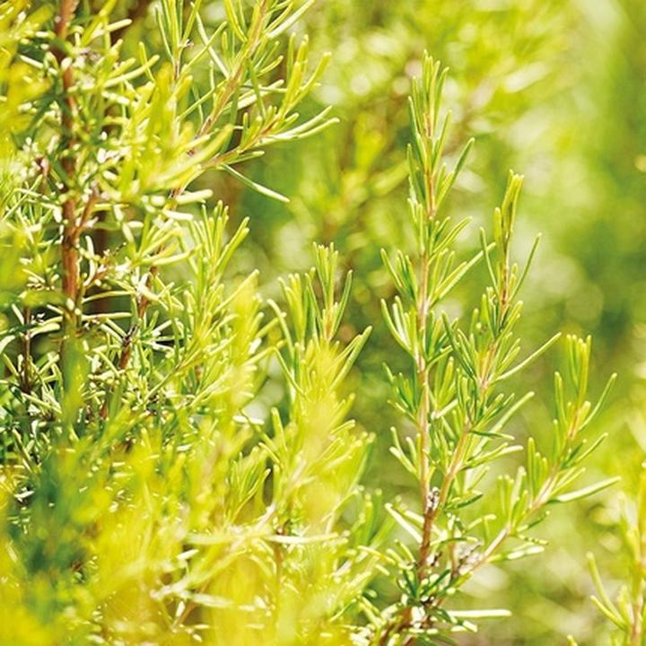 Produktbild Weleda Rosemary Revitalising (100 ml)