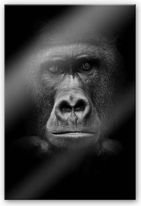 Image du produit Trenddeko gorille (100 x 150 cm)