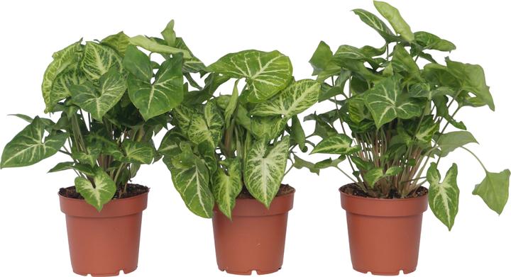 Produktbild Plant in a Box Syngonium 'Pixie' - 3er Set Zwerg-Arrowhead (25 cm)