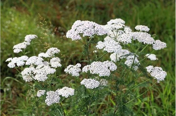 Actual product image Arkopharma Arkocaps (30 pcs., Capsules)